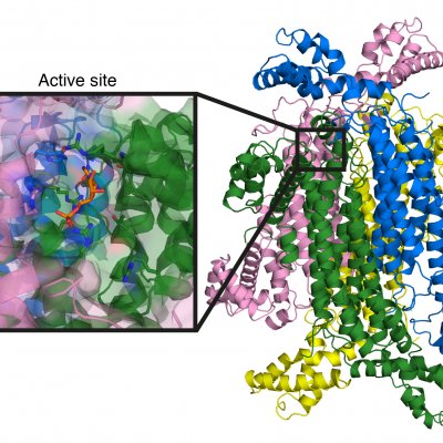 Crystal structure at 2.1 Å resolution of the target enzyme, ADS lyase. The inset shows detailed structure of the active site.